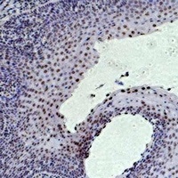 Histone H3 (TriMethyl-K36) Antibody