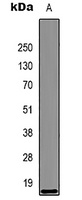 Histone H3 Antibody