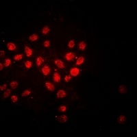 Histone H3 Antibody