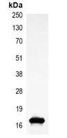 Histone H3 Antibody