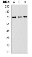 HSC70 Mouse Monoclonal Antibody