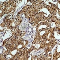 HSC70 Mouse Monoclonal Antibody