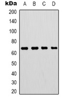 Lamin B1 Mouse Monoclonal Antibody