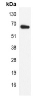 Anti-Lamin B1 Antibody