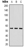 MICU1 Antibody
