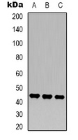 MKK2 Mouse Monoclonal Antibody