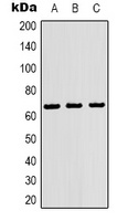 NF-kappaB p65 Antibody