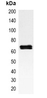 NF-kappaB p65 Antibody