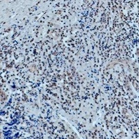 42644 antibody