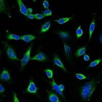 Peroxiredoxin 1 antibody