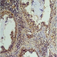 Phosphoserine Mouse Monoclonal Antibody