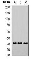 Smooth Muscle Actin Mouse Monoclonal Antibody