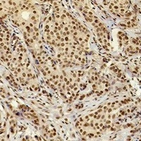 XRCC4 antibody