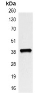 XRCC4 antibody