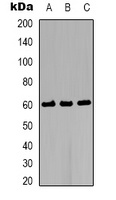 AKT2 Antibody
