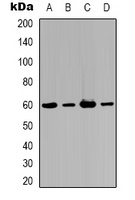 AKT3 Antibody