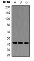 Alpha-actin-1 Rabbit Polyclonal Antibody