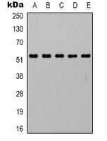 Alpha-tubulin Rabbit Polyclonal Antibody
