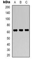 AMPK alpha 1 Antibody