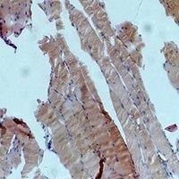 AMPK alpha 1 Antibody
