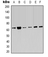 AMPK alpha 2 Antibody