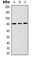 ASIC1 Antibody