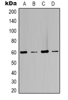 Beclin-1 Antibody