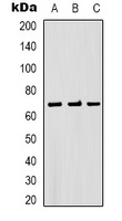 Bestrophin-1 Rabbit Polyclonal Antibody