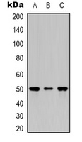 Beta2A-tubulin Rabbit Polyclonal Antibody