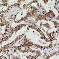 Anti-Caspase 8 Antibody