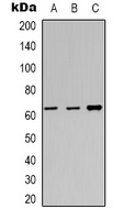 c-FOS Rabbit Polyclonal Antibody