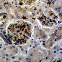 Anti-c-FOS Antibody