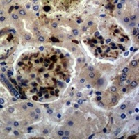 c-FOS antibody