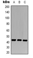 c-Jun Antibody