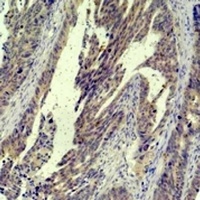 c-Jun Antibody