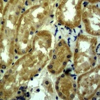 c-Myc antibody