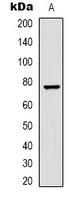 c-RAF Rabbit Polyclonal Antibody