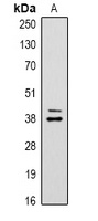 CREB Rabbit Polyclonal Antibody