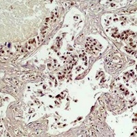 CREB Rabbit Polyclonal Antibody