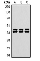 DUSP6 Antibody