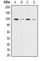 ERK3 Rabbit Polyclonal Antibody