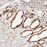 ERK3 antibody