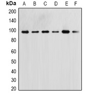 ERK5 Rabbit Polyclonal Antibody