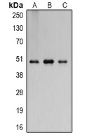 Flotillin 2 Rabbit Polyclonal Antibody