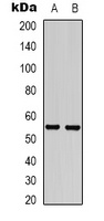 GABRG2 Rabbit Polyclonal Antibody
