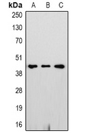 GAP43 Rabbit Polyclonal Antibody