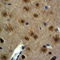 Anti-GAP43 Antibody