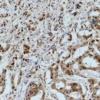 Anti-GAPDH Antibody