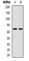 GAT1 Rabbit Polyclonal Antibody