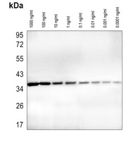 GAPDH antibody (HRP)